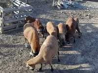 كبش, Cameroon sheep — الصورة 6