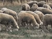 میش, Ile-de-France sheep — عکس 4