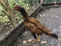 Chickens — 3 зураг