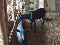 بز ماده, Alpine goat — عکس 2