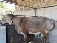 Vædder, Arashan sheep — foto 3