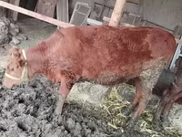 گاو ماده, گاو — عکس 3