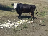 गाय, मवेशी — फ़ोटो 2