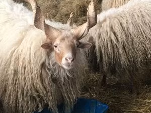 میش, Racka sheep