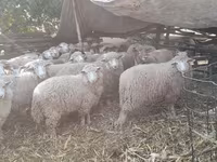 암양, 양 — 사진 2