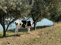 گاو نر, گاو — عکس 4
