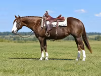 Kobila, Quarter Horse — fotografija 8