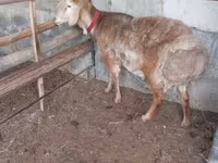 Carnero, Arashan sheep — foto 3