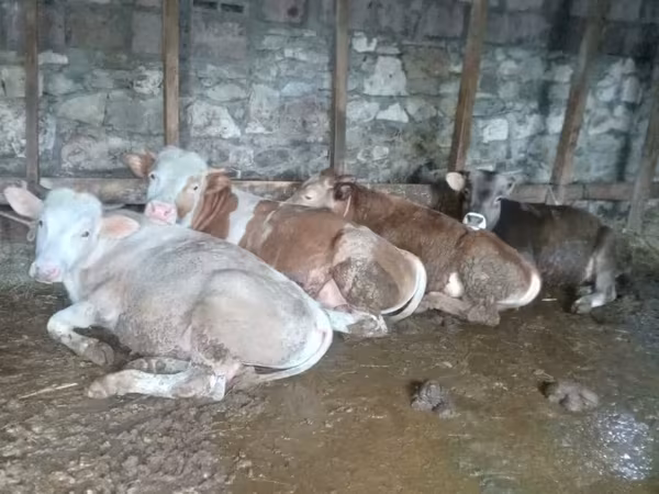 Cow, Cattle — Armenia