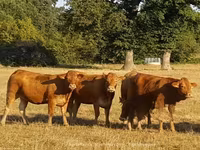 ላም, Limousin cow — ፎቶ 2