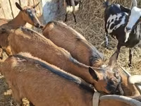 Țap, Alpine goat — foto 2