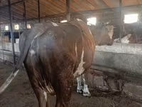 암소, Simmental cattle — 사진 2