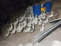 Geese — 사진 7