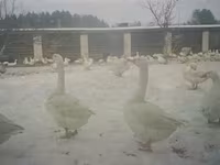 Geese — foto 7
