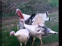 Turkeys — عکس 2