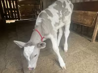 Mucca, Razza Alataus — foto 6