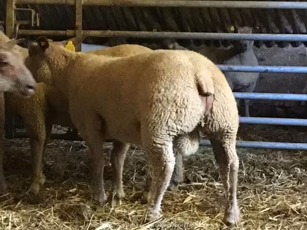 Montone, Charollais sheep