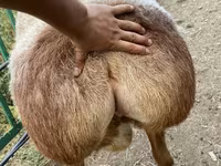 Beran, Arashan sheep — foto 6