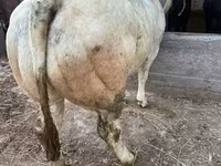 母牛, Belgian Blue — 照片 1