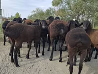 숫양, Hissar sheep — 사진 7