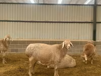 ஆண் ஆடு, Rhon sheep — புகைப்படம் 4