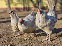 አራውካና — ፎቶ 1
