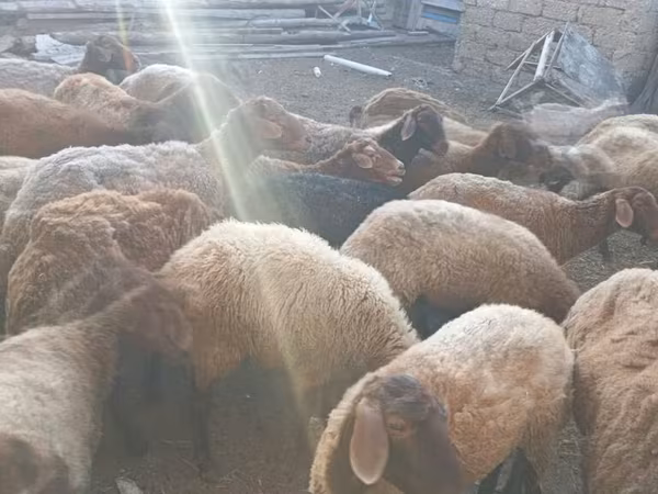 Ovejas (lote, sexo no especificado), Ovejas