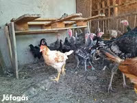 Turkeys — foto 2