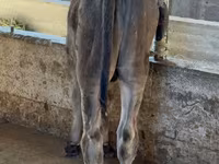 Boğa, Alatau ırkı — foto 6