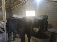 Toro, Aberdeen Angus — foto 3