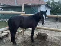 اسب نر, اسب — عکس 2