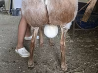 مینڈھا, Arashan sheep — تصویر 4