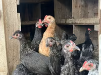 Turkeys — photo 1