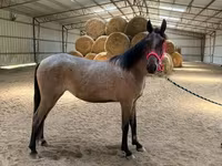 Faras dhaddig, Rocky Mountain Horse — sawirka 8