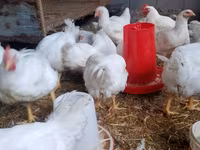 Chickens — รูปภาพ 1