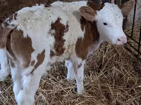 Buğa, Simmental cattle — foto 4