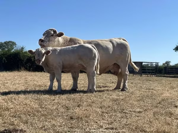 Bull, Cast cow