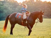 Hingst, Quarter Horse — foto 7