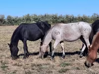 مادیان, Kazakh horse — عکس 1