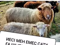Ovce, Ovce — foto 2