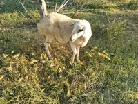 Ոչխարներ (խումբ, սեռը նշված չէ), Ոչխարներ — լուսանկար 3