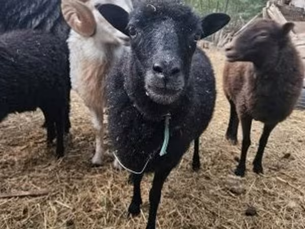 میش, Ouessant sheep
