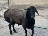 Berbec, Hissar sheep — foto 4