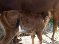 ላም, Cattle — ፎቶ 3