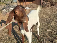 Ешкі, Kamori goats — 1-сурет
