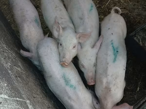Sow, Pigs — Moldova