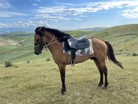 اسب نر, Azerbaijan horse — عکس 1