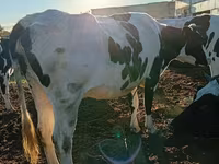 Krava, Russian Black pied cattle — foto 5