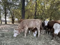 황소, Simmental cattle — 사진 2