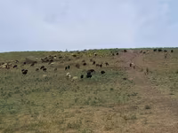 مینڈھا, بھیڑیں — تصویر 6